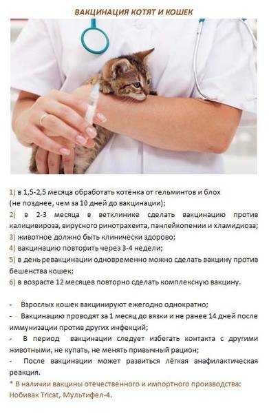 Лимфаденит у кошек: причины воспаления лимфоузлов у кота на шее и других местах, симптомы и лечение