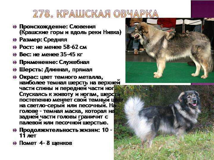 Шарпей: характер, история породы, стандарт, болезни, фото щенков