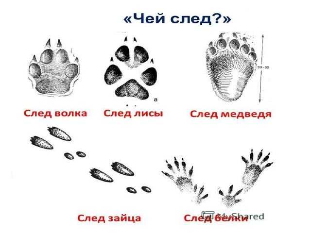 Волчьи следы на песке. след собаки и волка: отличия отпечатков