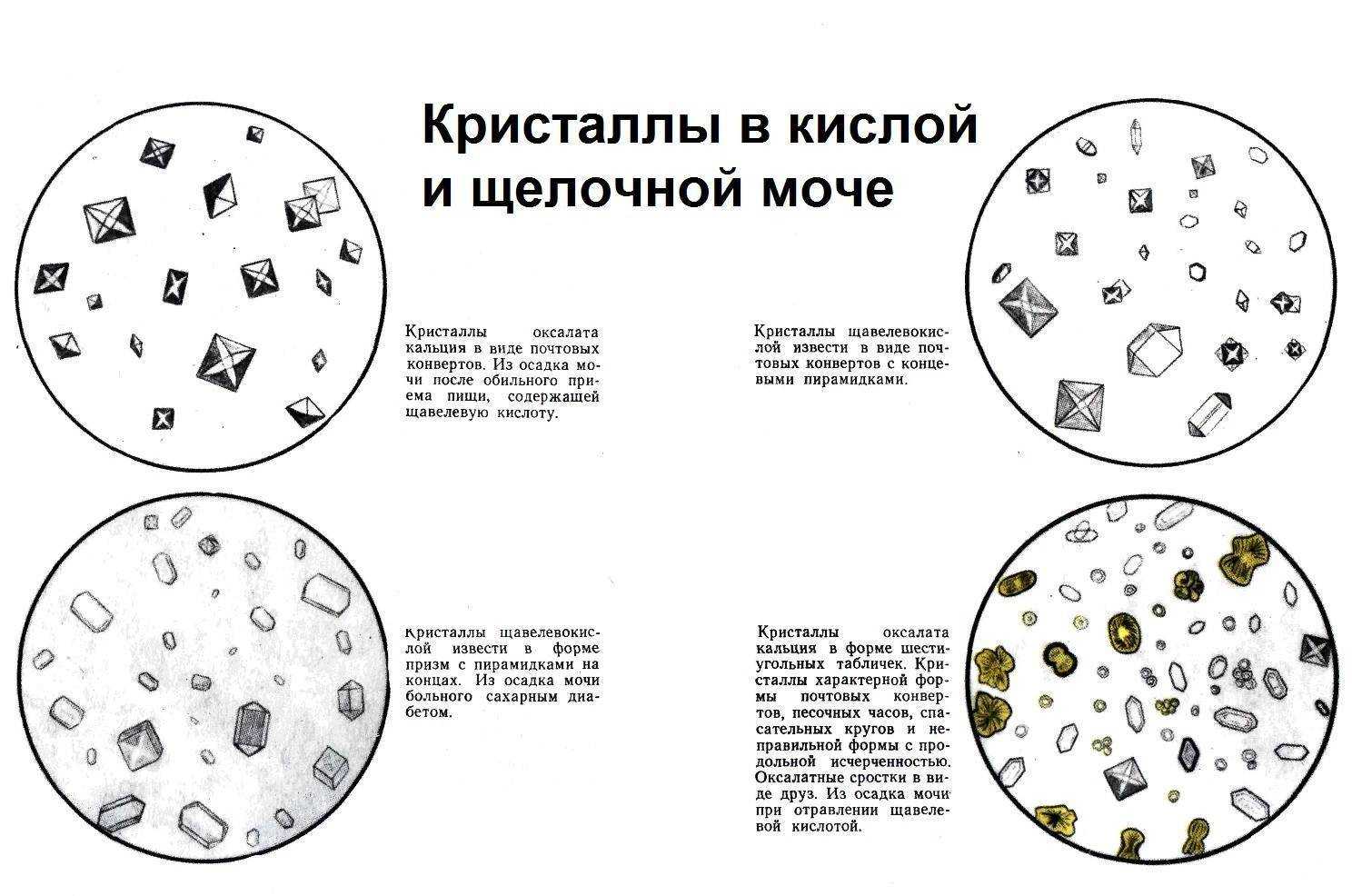 Что такое кокки в моче у кота: симптомы, причины и лечение