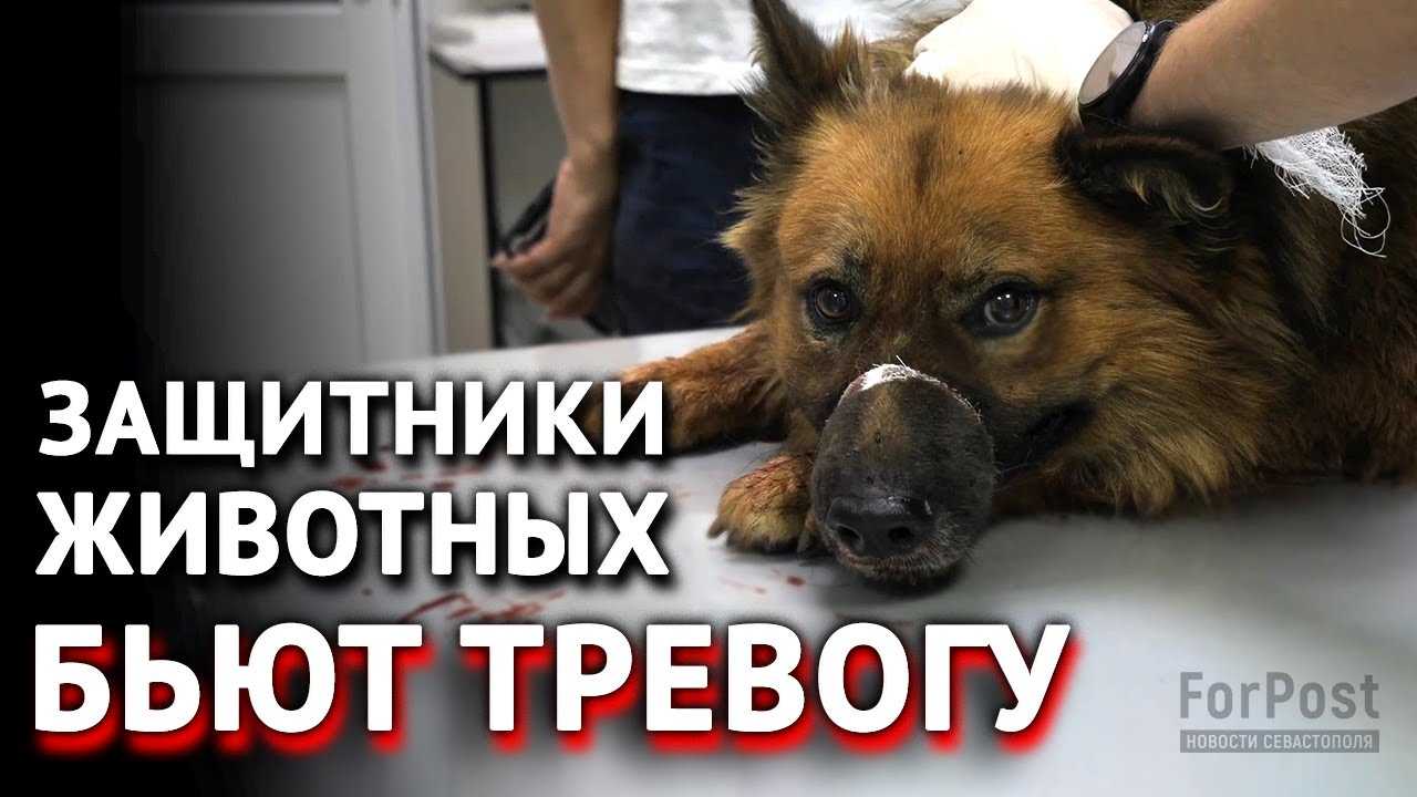 Синдром обратного чихания у собак: обратное чихание у собак как помочь, собака чихает и фыркает причины чем лечить