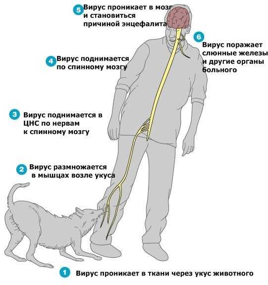 Коронавирусный и ротавирусный энтерит собак