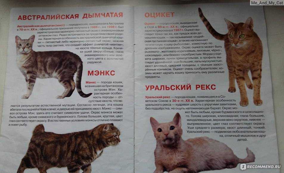 Ликой