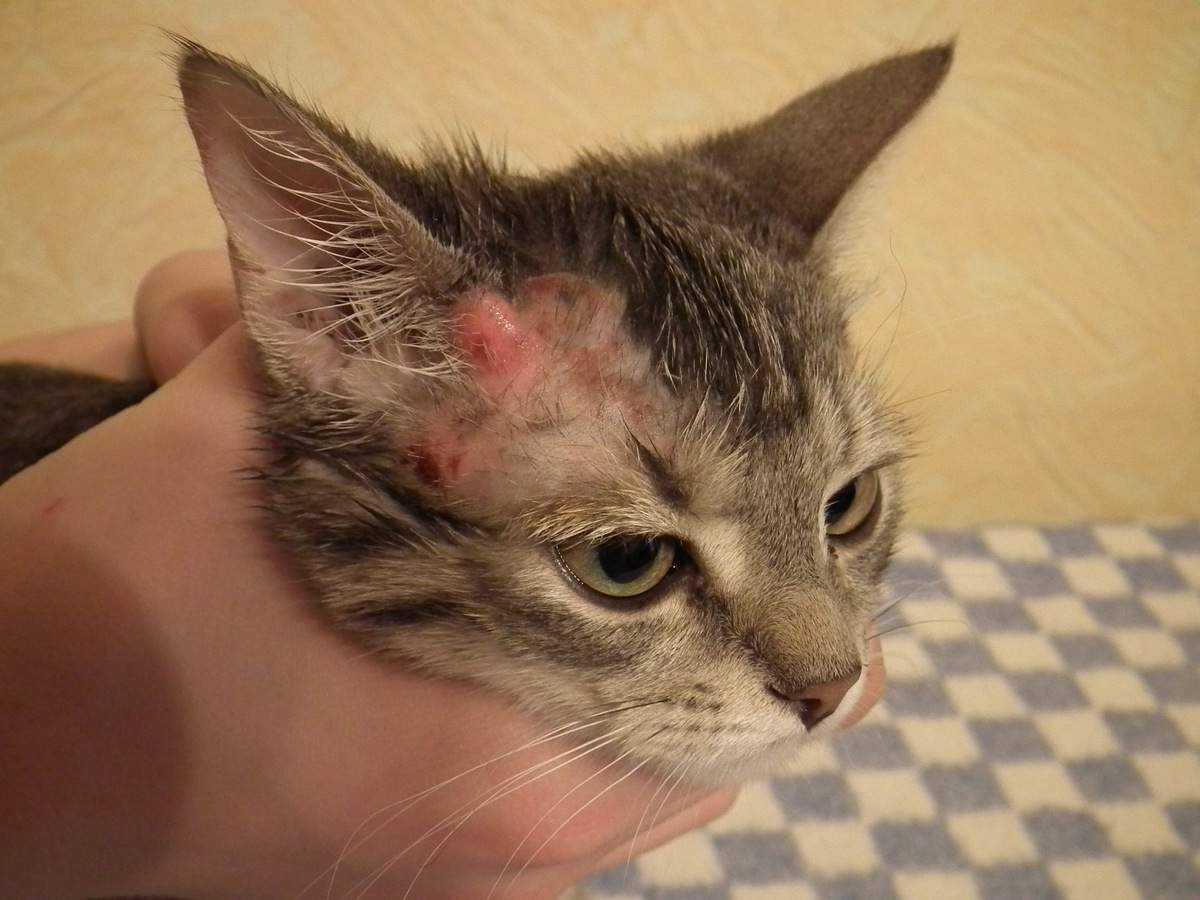 Кожные заболевания у кошек: симптомы, диагностика, лечение
