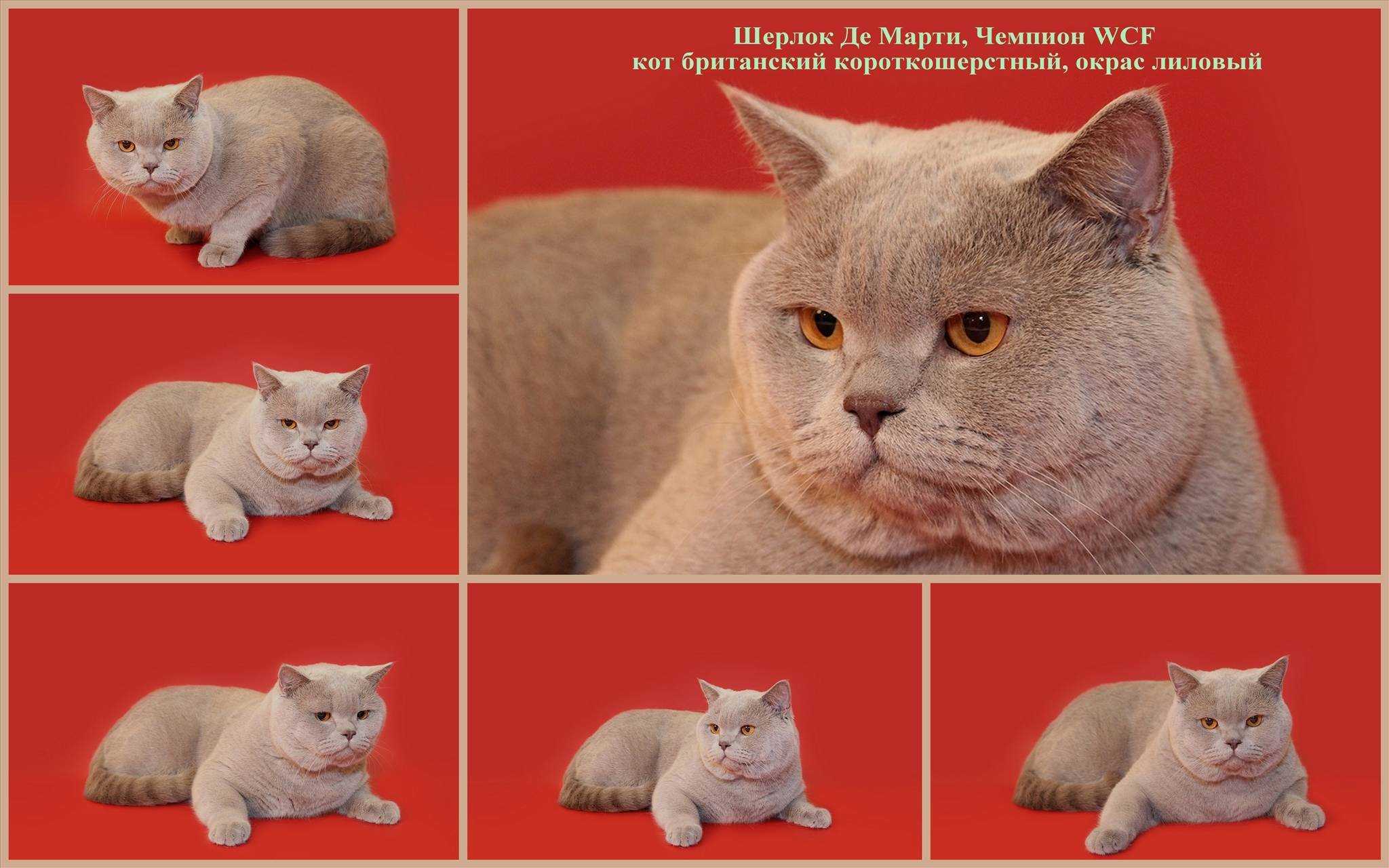Питание и фото британского котенка в 3 месяца