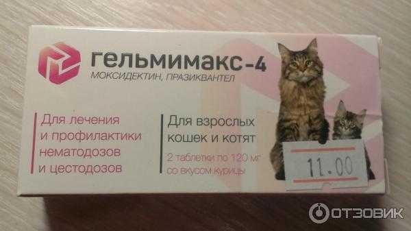 Болезни кошек: таблица симптомов с фотографиями, какие из них требуют лечения у ветеринара, чем может заразиться человек