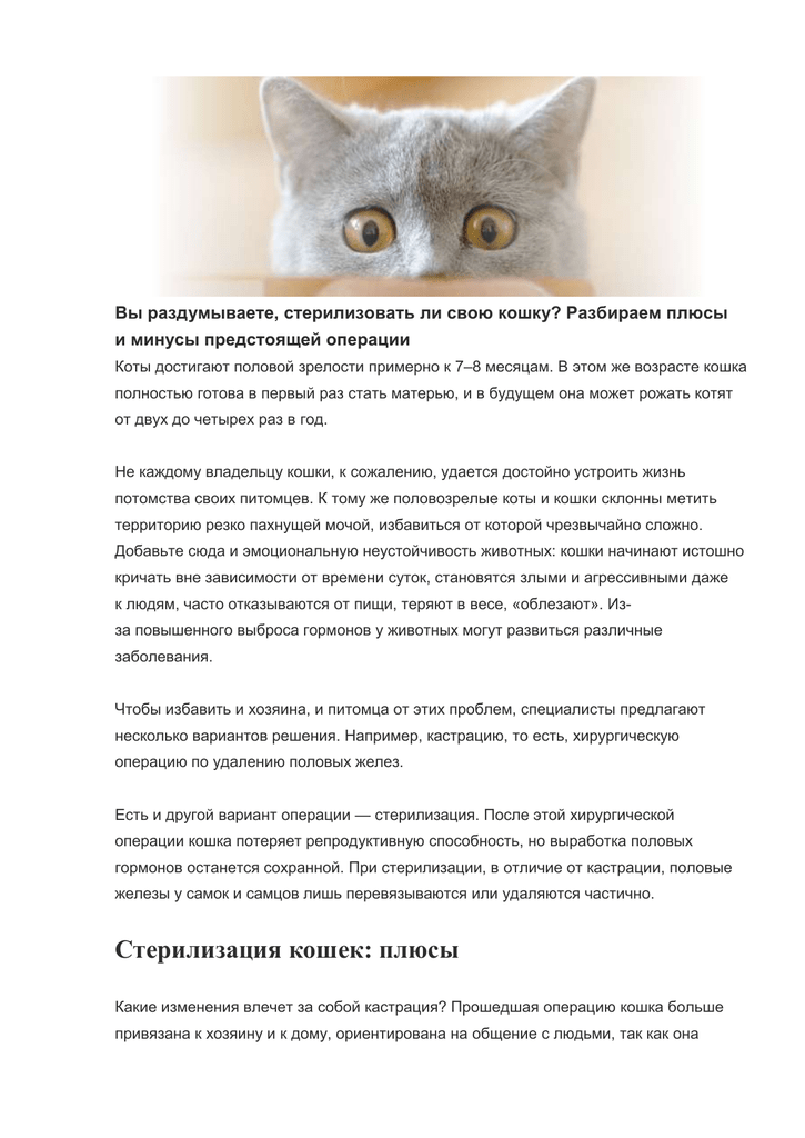 Стерилизация кошек - все плюсы и минусы