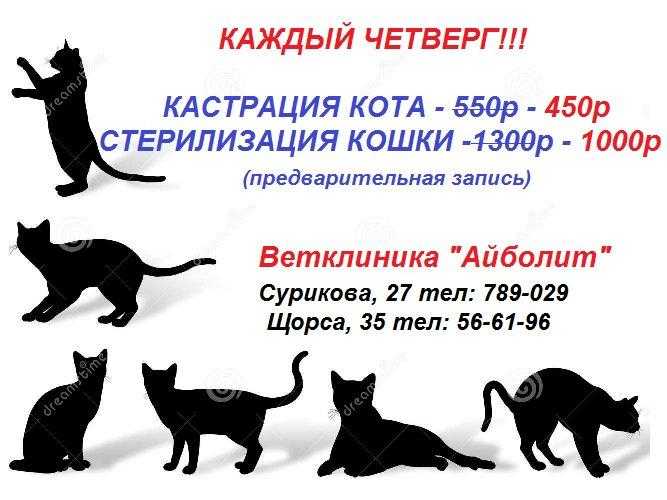 До скольки лет можно кастрировать кота - безопасный возраст