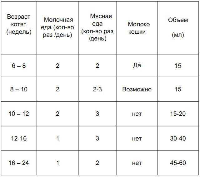 Как выкормить котенка без кошки: возможно ли это в принципе - мир кошек