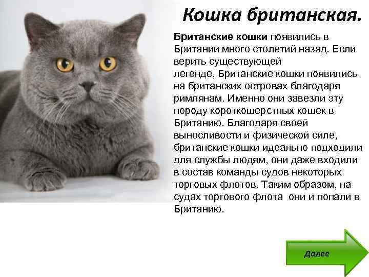 Как чистить уши у британских вислоухих кошек