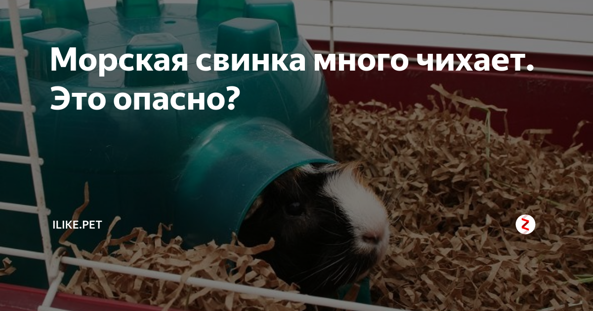 Морская свинка чихает: причины, способы лечения, первая помощь и профилактика