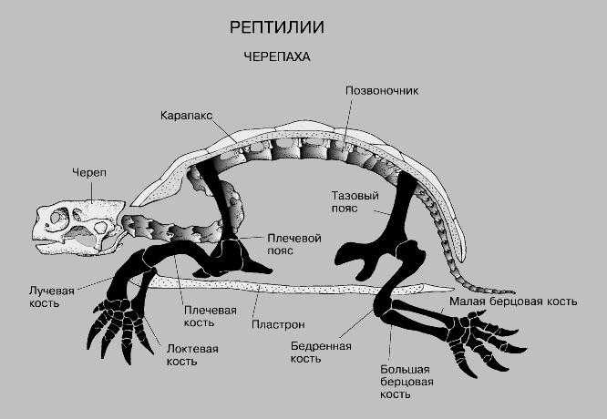 Анатомия черепах