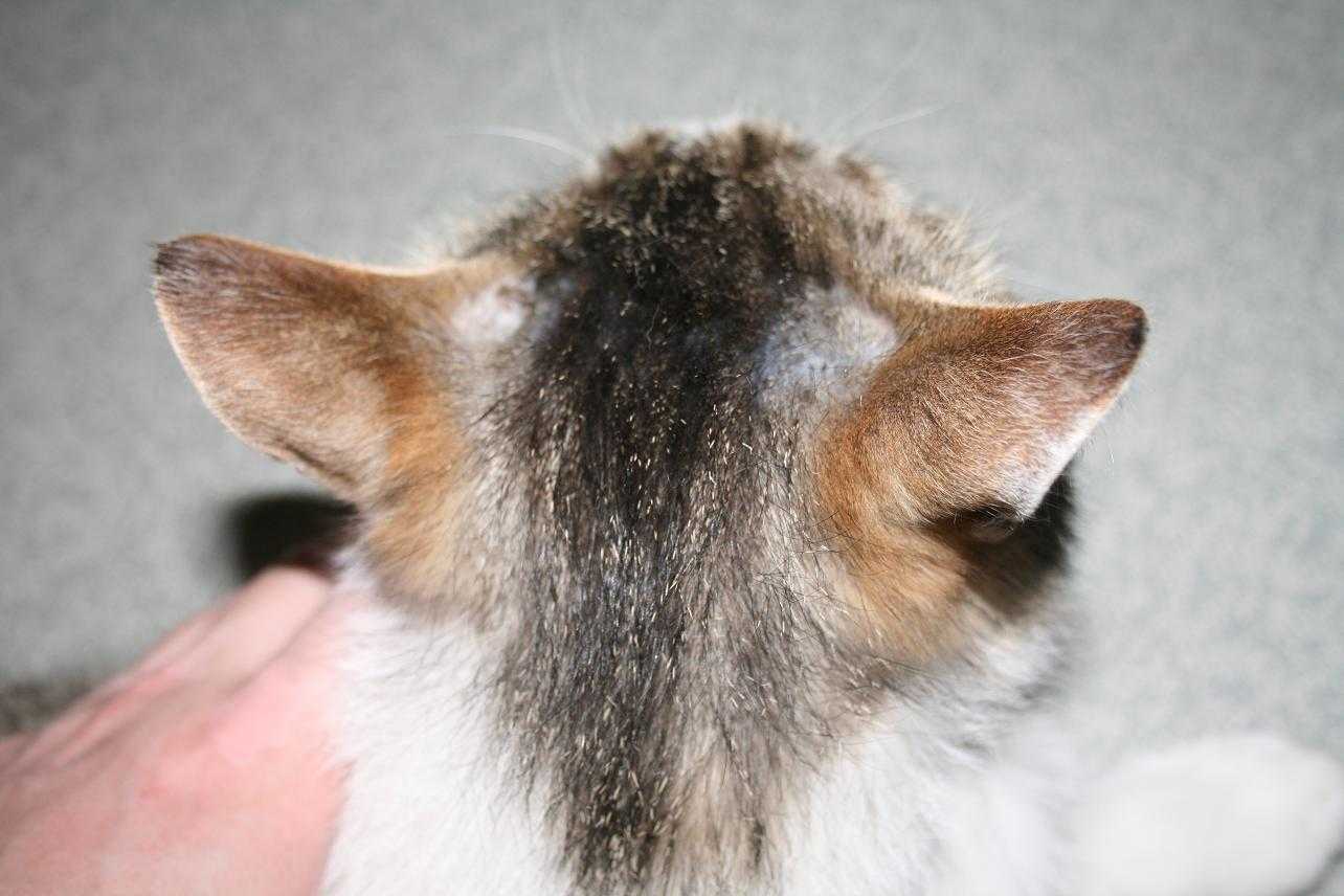 Обзор кожных заболеваний у кошек с фото симптомов и описанием лечения