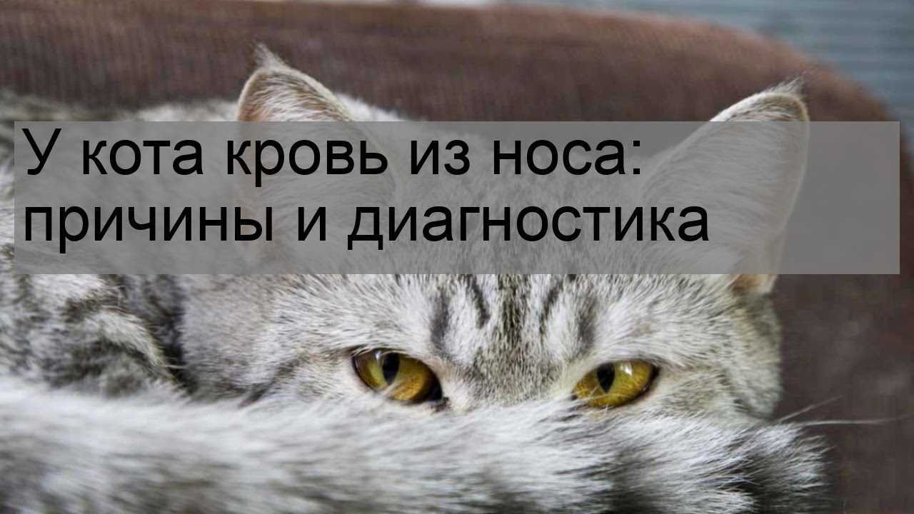 Кровь из носа у кошки