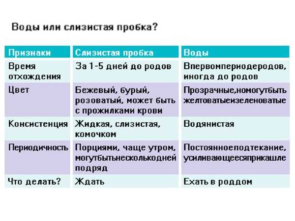 У кошки отошли воды — через сколько родит