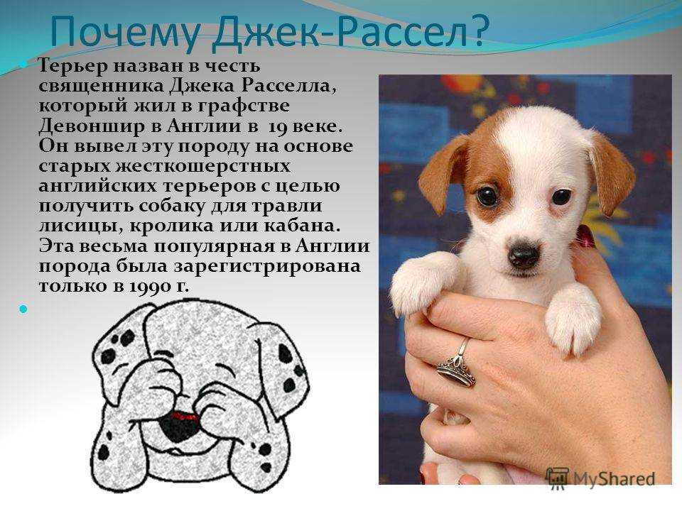 Джек-рассел-терьер: описание породы, характер, уход