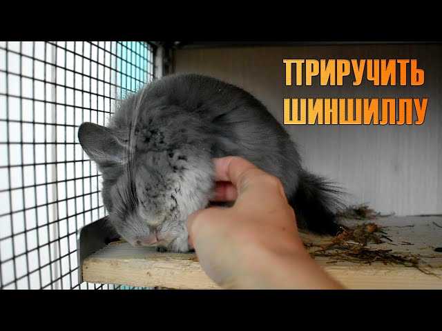 Шиншилла в домашних условиях: уход, содержание и продолжительность жизни