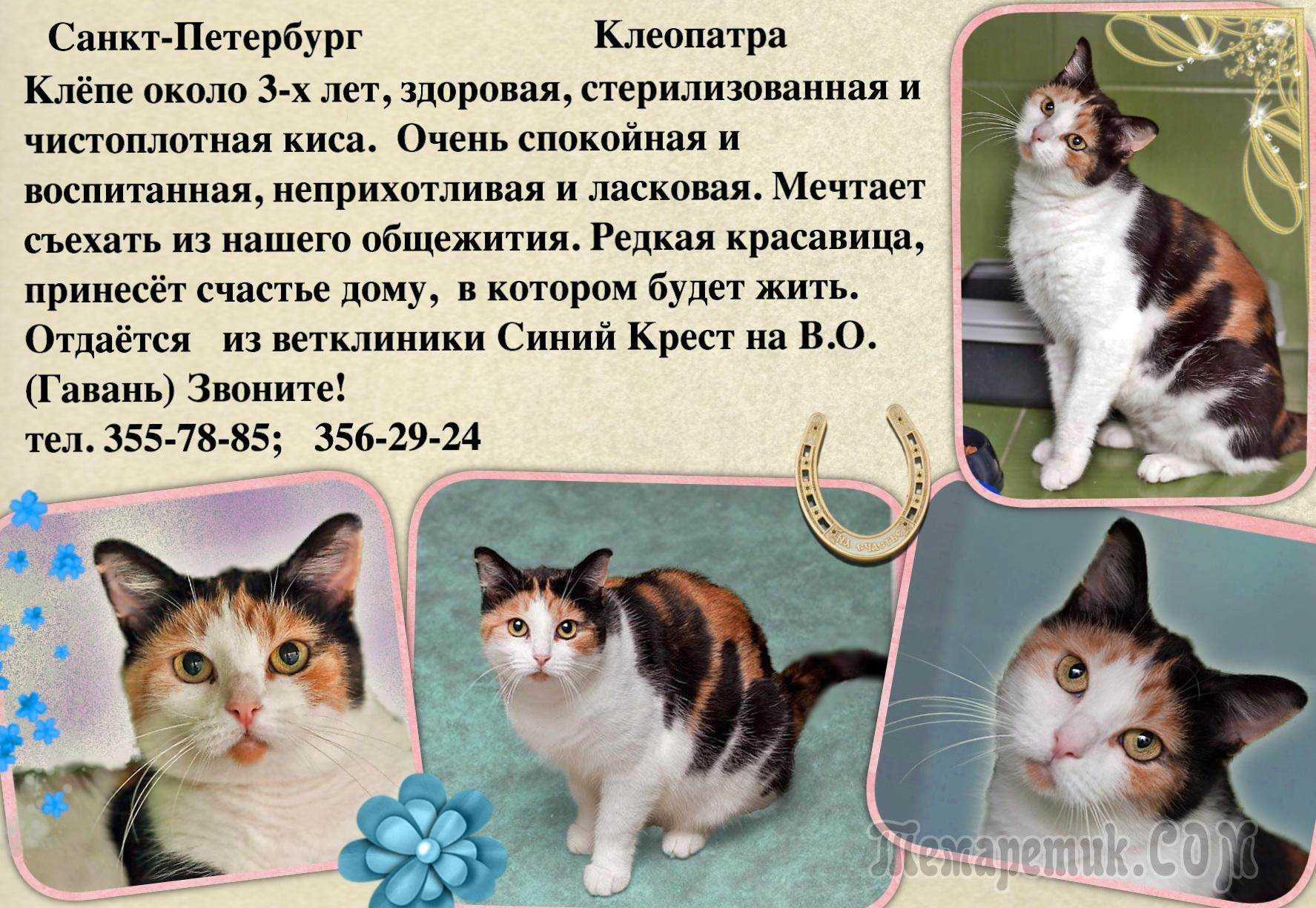 Окрасы кошек: описание с фото, история, генетика и кодировки