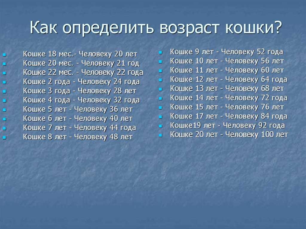 Болезни кошек: симптомы, лечение и профилактика