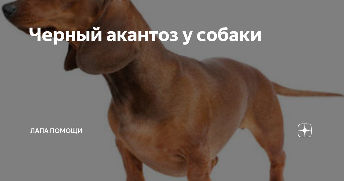 Пигментация кожи и шерсти у собак: причины, симптомы, диагностика, лечение | блог ветклиники "беланта"