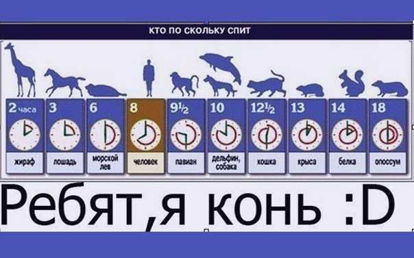 Сколько спят собаки в сутки: стадии сна, возраст и режим дня питомца