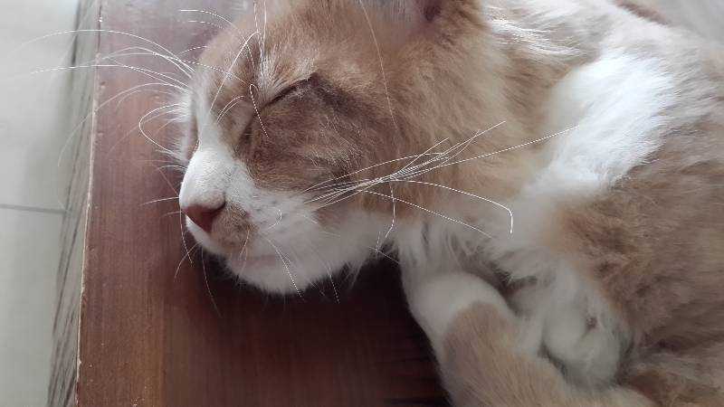 Почему у кота выпадают усы