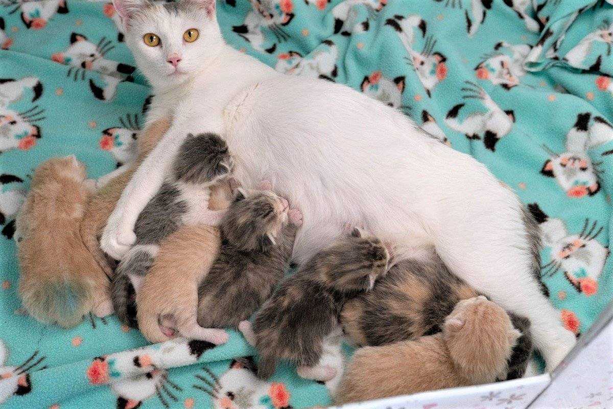 3 причины почему кошка после родов не ходит в туалет