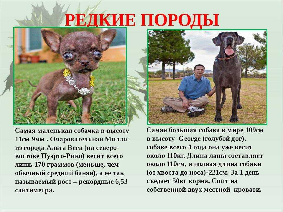 Ринговка: правила выбора хитрого аксессуара для собак