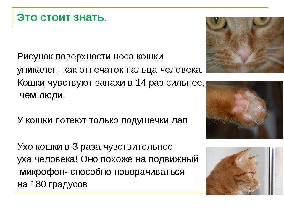 Когда у котят открываются глаза: особенности процесса у разных пород