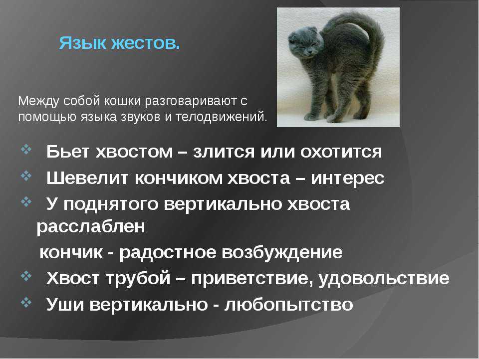 Настроение кота по хвосту — как понять?