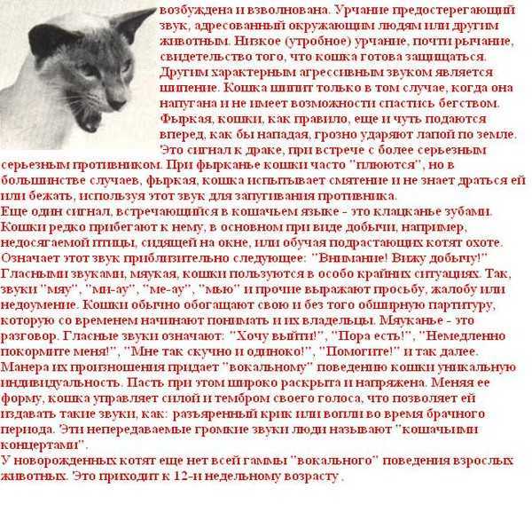 7 причин, почему кошка сопит при дыхании