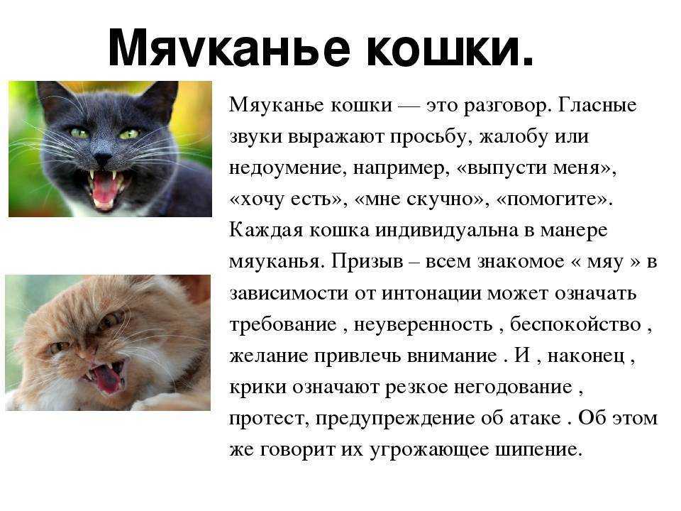 Кошка не любит когда ее гладят - причины и что делать