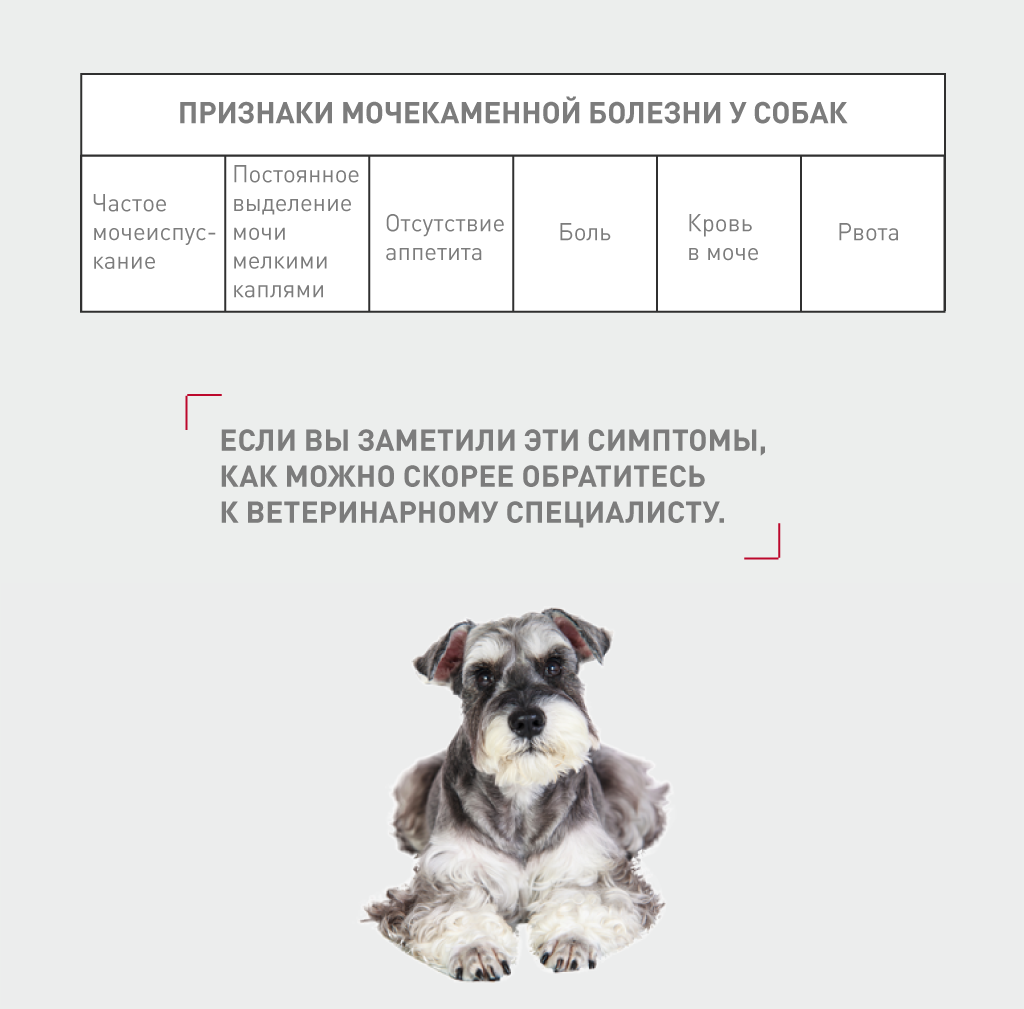 Инфекции мочеполовой системы у собак
