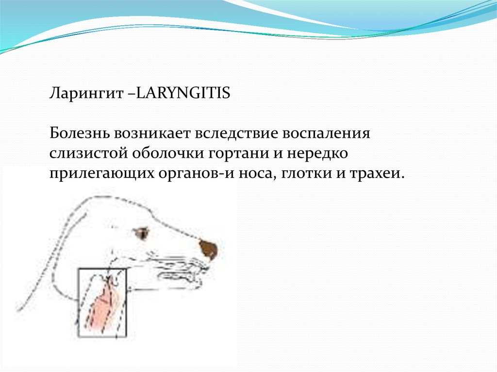 Затрудненное дыхание у собаки: кашель, хрип, удушье | звери дома