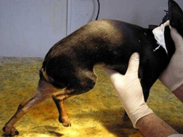 ᐉ дисплазия почки у собаки симптомы лечение - zoo-mamontenok.ru