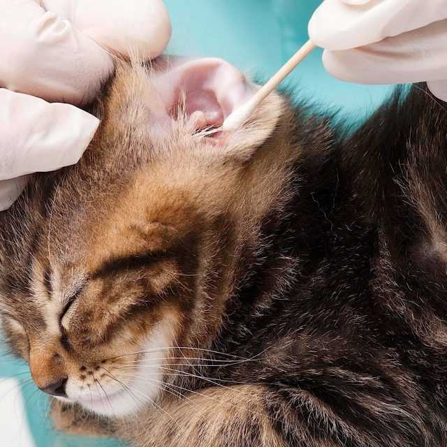 Коричневые выделения в ушах кошки