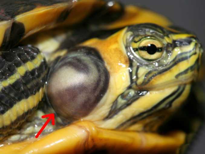 Органы чувств красноухой черепахи: зрение, осязание, обоняние, слух