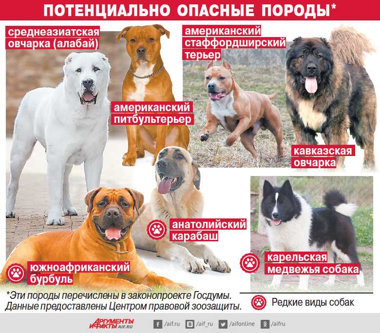 Рождены, чтобы бежать: породы северных ездовых собак