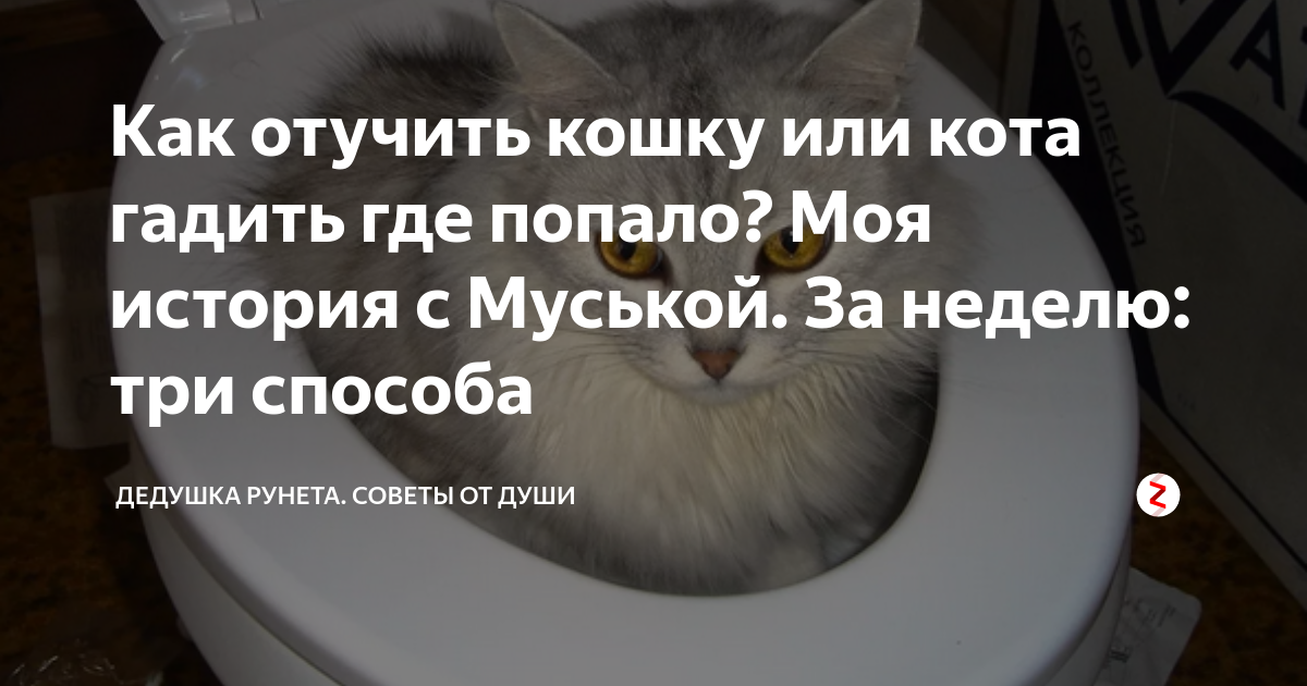 Почему котенок гадит по углам хотя приучен к лотку: причины, как приучить ходить в положенное место