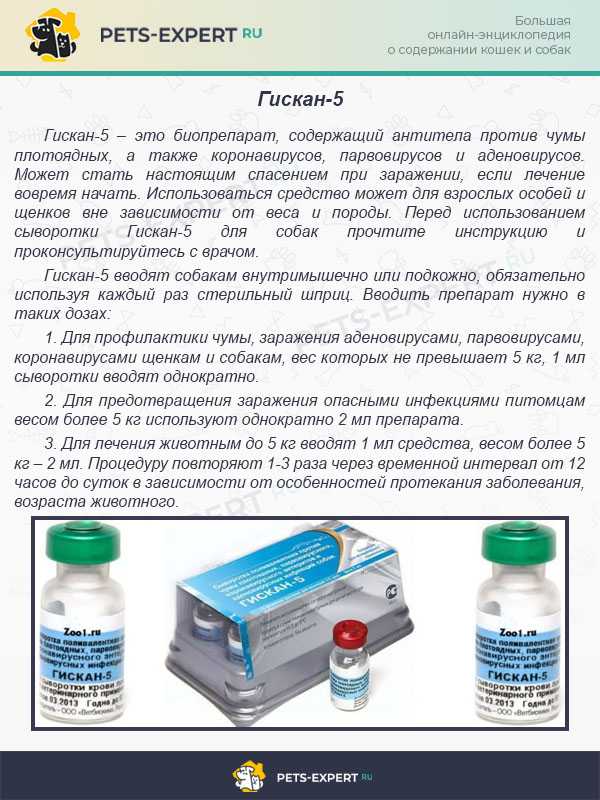"гискан-5", сыворотка для собак: инструкция по применению, состав и отзывы