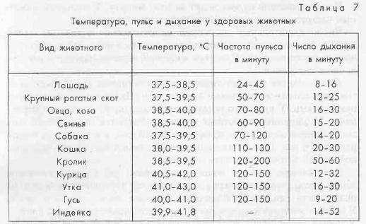 Краткая инструкция, что делать, если у кота повышена температура