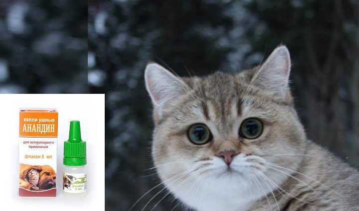 Что делать, если у котенка закисают глаза?