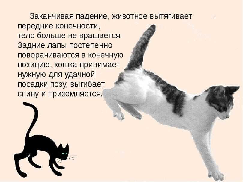 Горячие лапы у котенка что делать. у кошки холодные лапы: выявляем причины и предотвращаем последствия