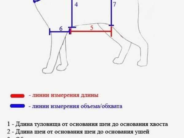 У шпица пропал голос что делать. собака охрипла: выявляем самые распространенные причины. причины пропажи голоса