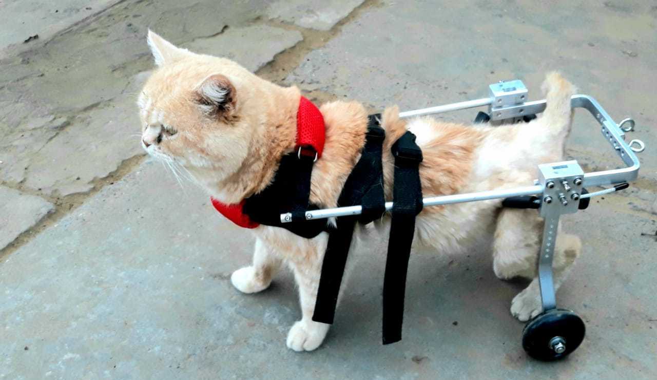 7 причин почему у кота отказывают задние лапы - как лечить