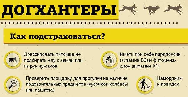 Рвота у собак - виды, первая помощь, лечение