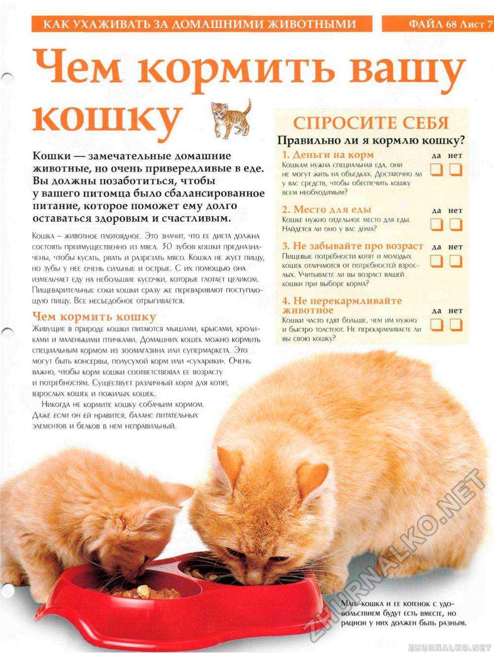 Чем кормить котенка, какой корм лучше: сухой, влажный или натуралка, их плюсы и минусы, отзывы и советы ветеринаров