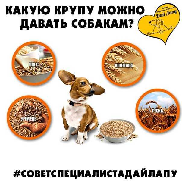 Как приготовить для пса вкусные и полезные каши: рецепты из круп с наполнителями