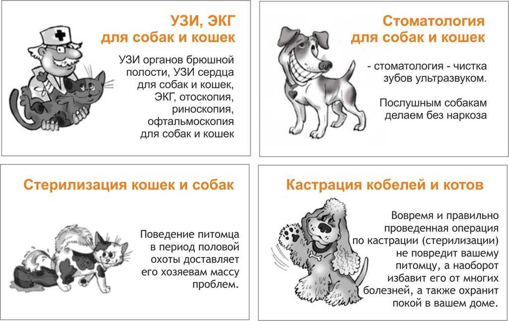 Нужно ли делать узи сердца коту перед кастрацией ветдоктор 24 киев ua