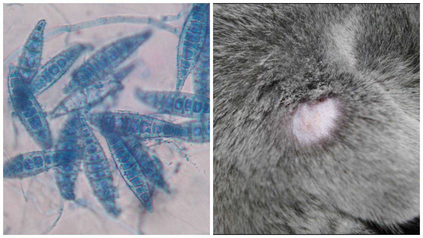 Трихофития у кошек: советы ветеринара, как вовремя распознать и вылечить заболевание